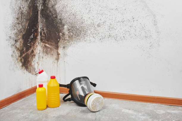 Mold Removal Process in Meraux, LA