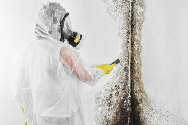 Best Emergency Mold Removal  in Meraux, LA