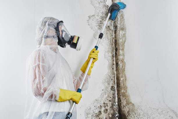 Best Mold Removal Specialists  in Meraux, LA