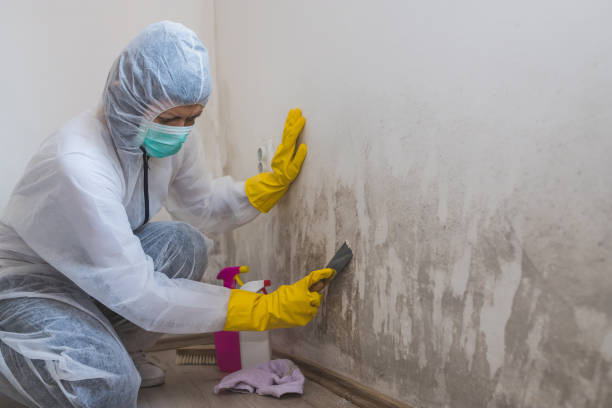 Best Mold Removal and Inspection  in Meraux, LA
