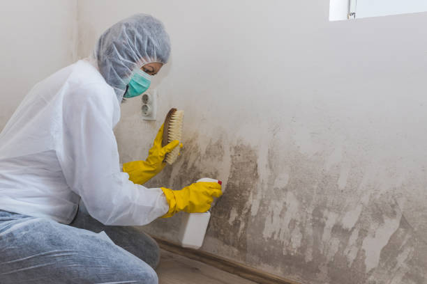 Best Black Mold Removal  in Meraux, LA