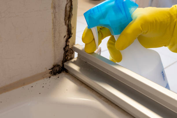 Best Mold Removal Near Me  in Meraux, LA