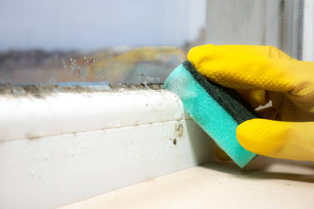 Best Affordable Mold Removal  in Meraux, LA