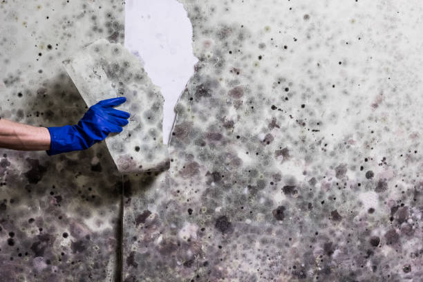 Best Same-Day Mold Removal  in Meraux, LA